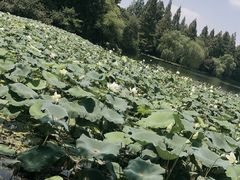 景点-西湖游船