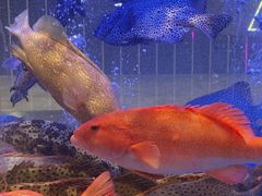 -南海渔村(珠江新城店)