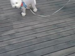 -多乐狗狗宠物训练工作室