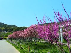 -苏州上方山国家森林公园