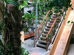 -Rainforest