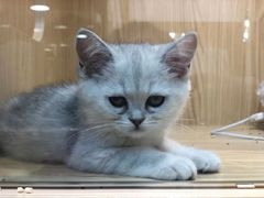 -屋虎猫馆(宝安大仟里店)