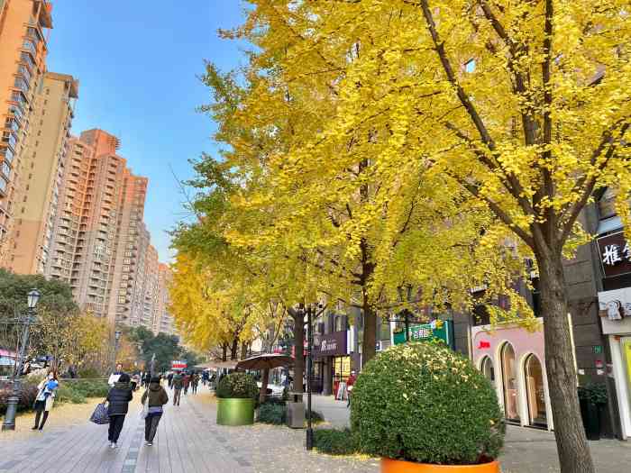 黄金城道步行街-"心心念念想去拍樱花94现在已无早樱94全.