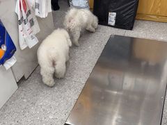 -四月宠物医院·猫专科·心脏专科·内科(转塘店)
