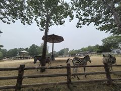 -大连森林动物园