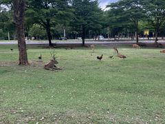 -清迈夜间动物园