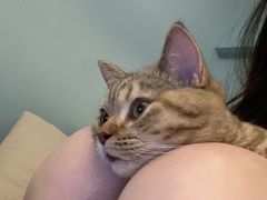 -瑞派康怡24h宠物医院·犬猫医疗中心·微创绝育(瑞景分院)