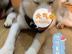 -Husky Go! 哈士奇体验馆·宠物咖啡厅狗咖