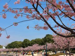 -新江湾城公园