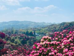 -贵州百里杜鹃风景名胜区