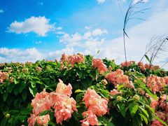 -光明小镇欢乐田园