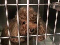 -爱侣宠医·鹦鹉专科·小型哺乳类·异宠专科(灵石路店)