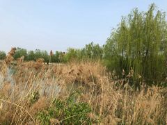 -南湖国家城市湿地公园