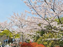 -高东镇樱花园
