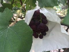 -马陆小张葡萄园农家乐