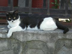 -阳台山自然风景区