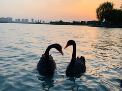 -西山漾湿地公园