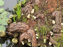 -五缘湾湿地公园