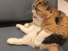 -滚猫咖啡·猫咖·猫友好撸猫(未来城店)