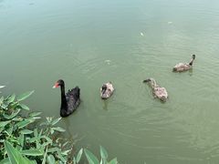-长兴太湖图影湿地文化园