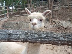 -清迈夜间动物园