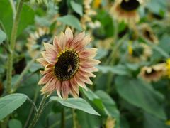 -花开海上生态园