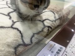 -PET WISH宠物愿望(BFC外滩金融中心店)