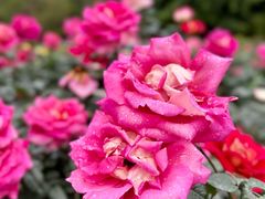 -人民公园(罗湖区)