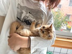 -东方名猫馆·英短金渐层布偶猫舍(环线广场1号楼店)