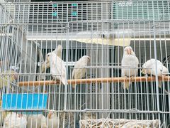 -青石桥花鸟鱼虫市场(叠翠城店)