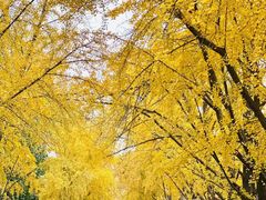 -三里屯东五街银杏大道