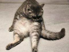 -猫儿山۰猫主题餐厅