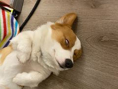 -浣熊柯尔鸭土拨鼠·电玩咖