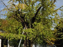 -上海佘山国家森林公园天马山园