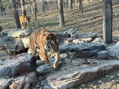 -北京野生动物园