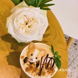 怕🐶怕得要死的我为什么进这家店？还不是因为……