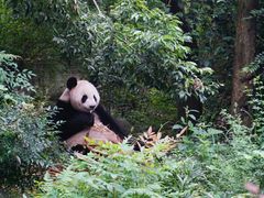 熊猫-成都大熊猫繁育研究基地