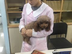 -瑞派宠物医院·24h·骨外科·皮肤科·全科宠物医疗转诊中心(沈阳浑南院)