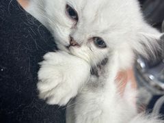 -宠福鑫康馨动物医院·骨科·眼科