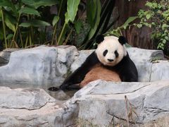 -灵玲国际马戏城