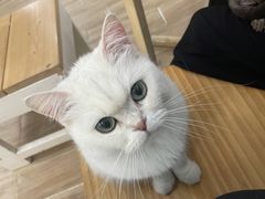 -李小姐の猫咖啡馆(五角场店)