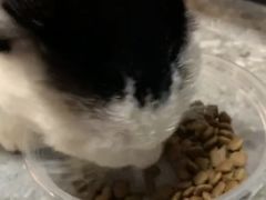 -乐琪宠物医院·犬猫专科·骨外科·急重症