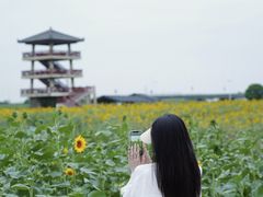-杭州湾海上花田景区
