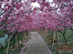 -天适樱花悠乐园
