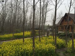 -合肥滨湖国家森林公园