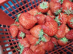 -胜丰草莓采摘园