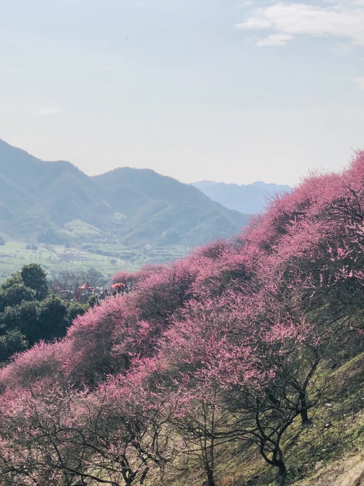 宁波奉化梅花谷图片