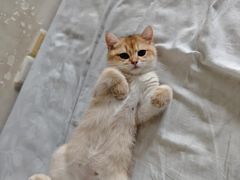 -lincat·猫舍(广州店)