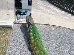 -J Create城市露营咖啡·简餐·宠物(上海动物园店)