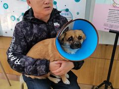 -瑞派宠物医院·中兽医专科(中央商城分院)